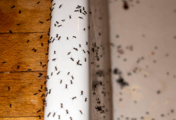 Best Termite Control Services  in Monee, IL