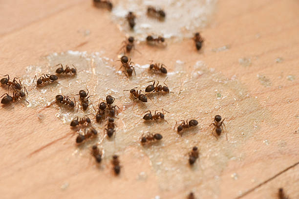 Best Exterminator Services  in Monee, IL